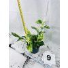 EPIPREMNUM PINNATUM MARBLE QUEEN