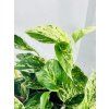 EPIPREMNUM PINNATUM MARBLE QUEEN