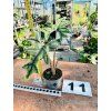 ALOCASIA JACKLYN