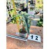 ALOCASIA JACKLYN