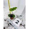 ALOCASIA JACKLYN