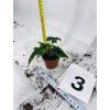 ALOCASIA JACKLYN