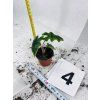 ALOCASIA JACKLYN