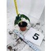ALOCASIA JACKLYN