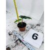 ALOCASIA JACKLYN