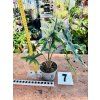 ALOCASIA JACKLYN