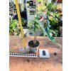ALOCASIA JACKLYN