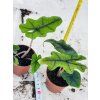 ALOCASIA JACKLYN