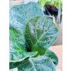 FICUS LYRATA