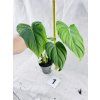 PHILODENDRON MCDOWELL