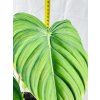 PHILODENDRON MCDOWELL