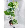 MONSTERA ALBO VARIEGATED