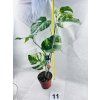 MONSTERA ALBO VARIEGATED