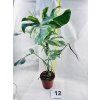 MONSTERA ALBO VARIEGATED