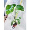 MONSTERA ALBO VARIEGATED