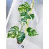 MONSTERA ALBO VARIEGATED