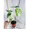 MONSTERA ALBO VARIEGATED