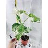 MONSTERA ALBO VARIEGATED