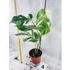 MONSTERA ALBO VARIEGATED