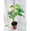 MONSTERA ALBO VARIEGATED