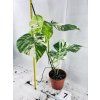 MONSTERA ALBO VARIEGATED