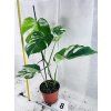 MONSTERA ALBO VARIEGATED