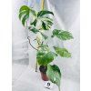 MONSTERA ALBO VARIEGATED
