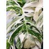 MONSTERA ALBO VARIEGATED