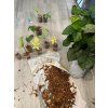 Rašeliník - sphagnum moss