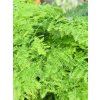 ASPARAGUS PLUMOSUS