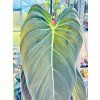 OBŘÍ PHILODENDRON MELANOCHRYSUM