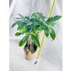 PACHIRA AQUATICA