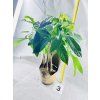 PACHIRA AQUATICA