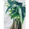 PACHIRA AQUATICA