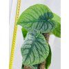 MONSTERA DUBIA