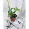 SYNGONIUM MOTTLED