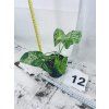 SYNGONIUM MOTTLED
