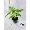 SYNGONIUM MOTTLED