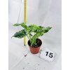 SYNGONIUM MOTTLED