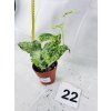 SYNGONIUM MOTTLED