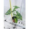 SYNGONIUM MOTTLED