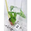 SYNGONIUM MOTTLED