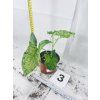 SYNGONIUM MOTTLED
