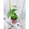 SYNGONIUM MOTTLED