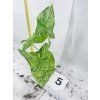 SYNGONIUM MOTTLED