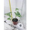 SYNGONIUM MOTTLED