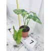 SYNGONIUM MOTTLED
