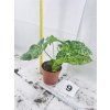 SYNGONIUM MOTTLED