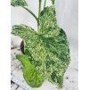 SYNGONIUM MOTTLED