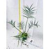 PHILODENDRON TORTUM